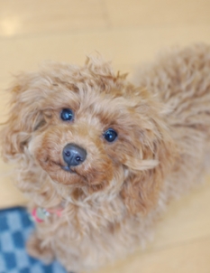 看板娘がお出迎え