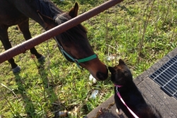 馬と犬