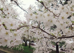 春って、いいですな〜