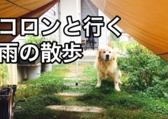 コロンと行く、雨の日の散歩