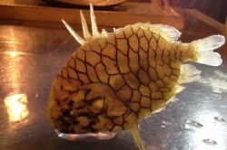 奇跡の魚